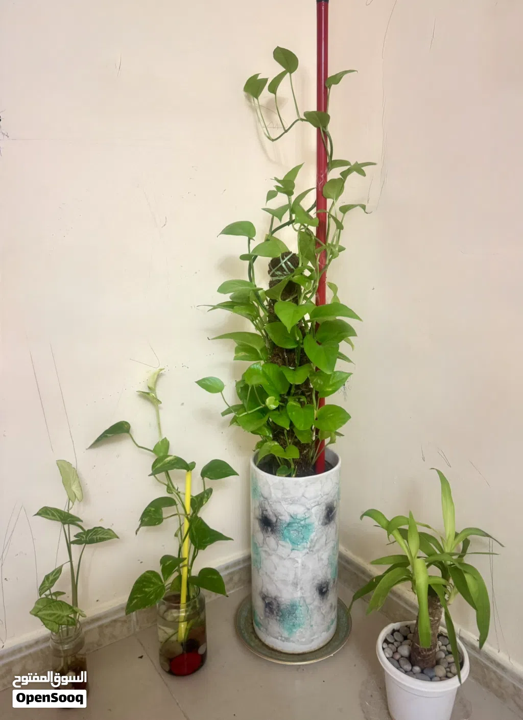 04 Plants for sale