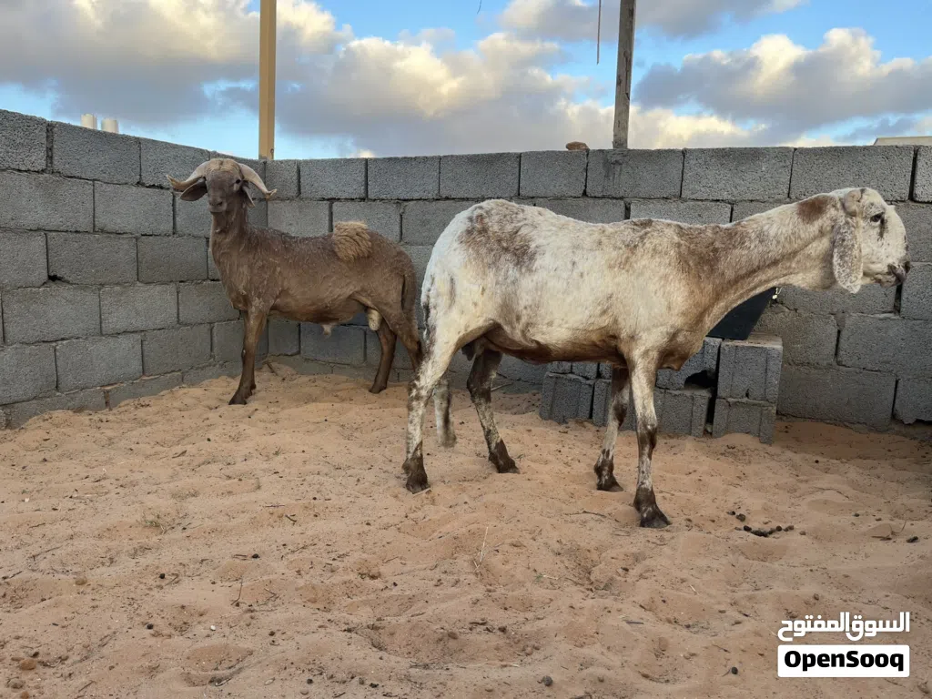 نعجه و حوليها الله يبارك حايل عز كسب المكان مصراته