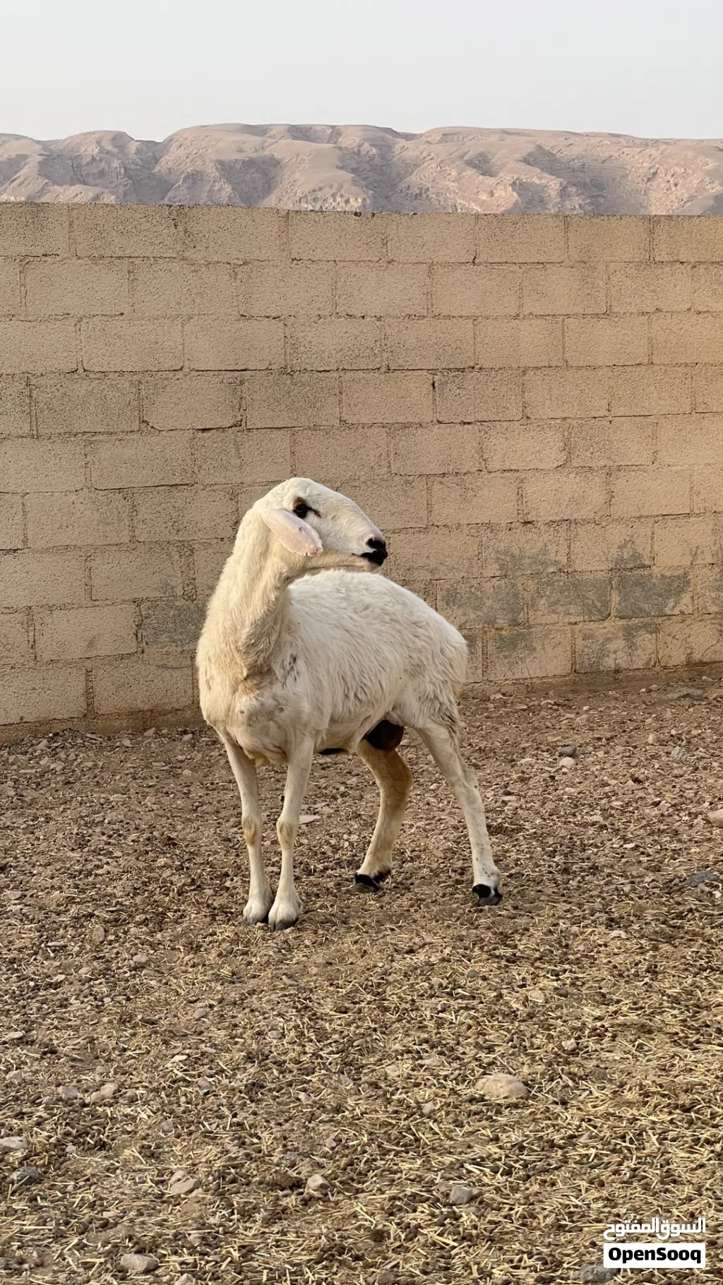 جاعده نجدي على حري عشار
