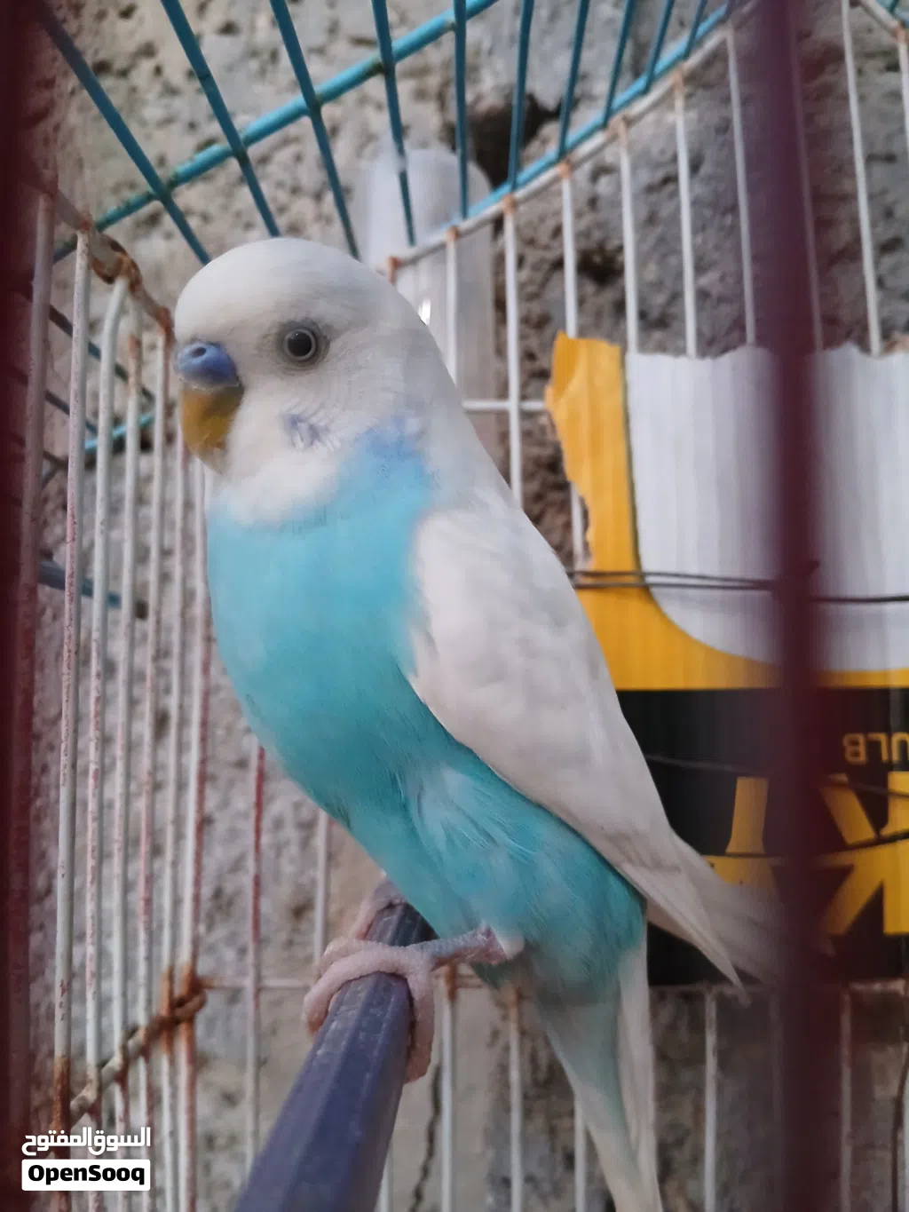 السلام عليكم متوفر عصفور بادجي السعر ساوم