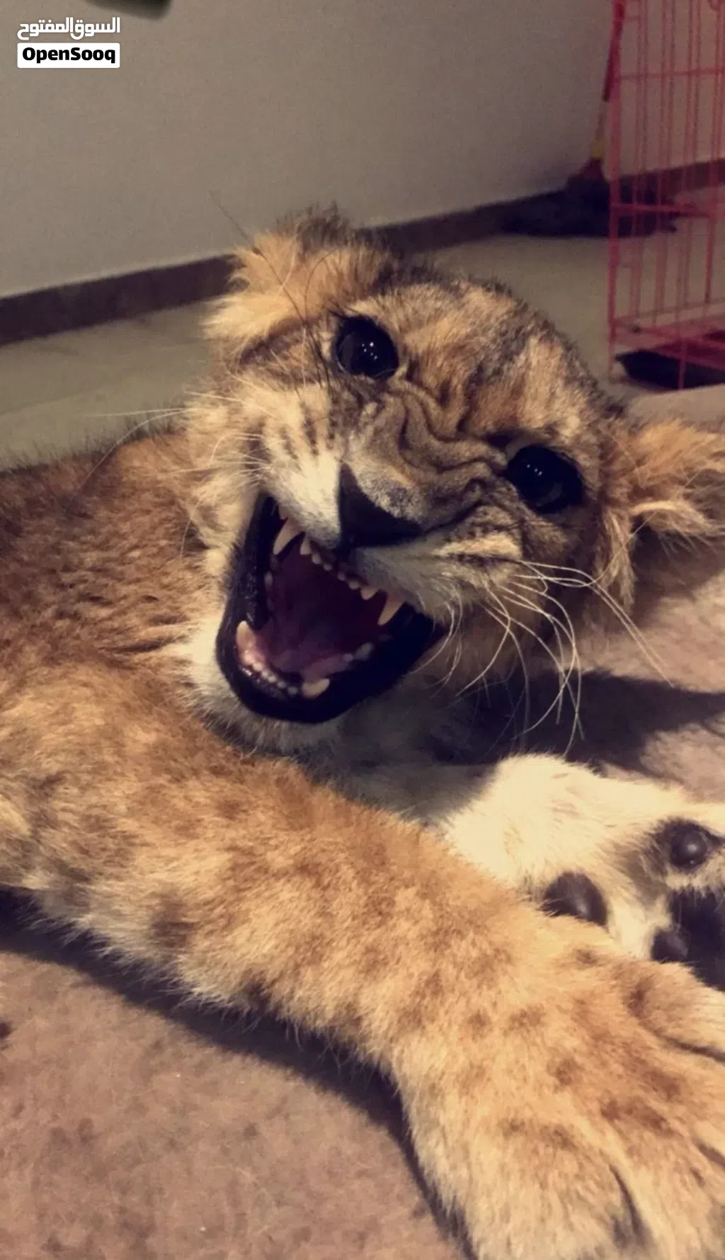 مطلوب بركه حمام للبيع جمله