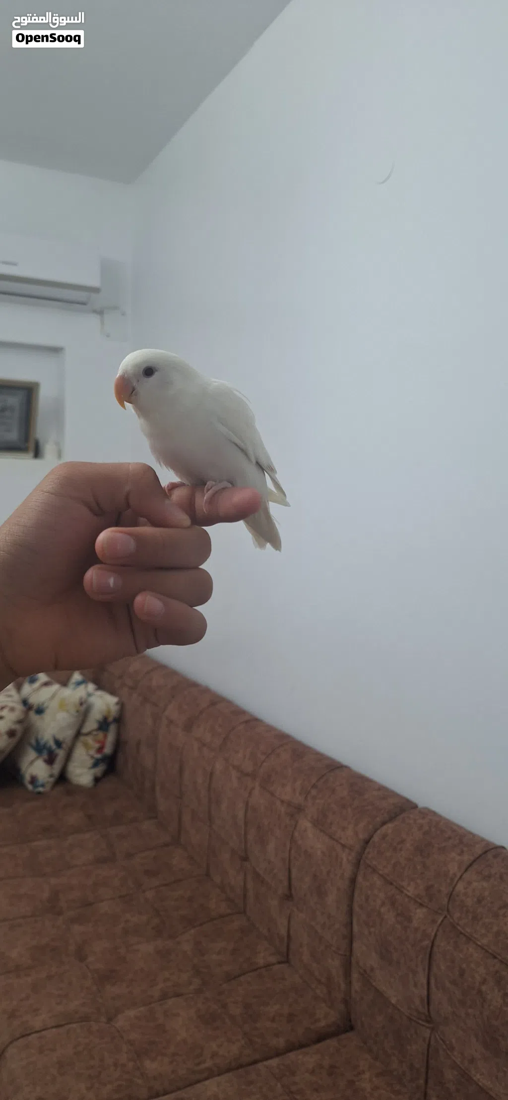 عصفور روز البينو مروض