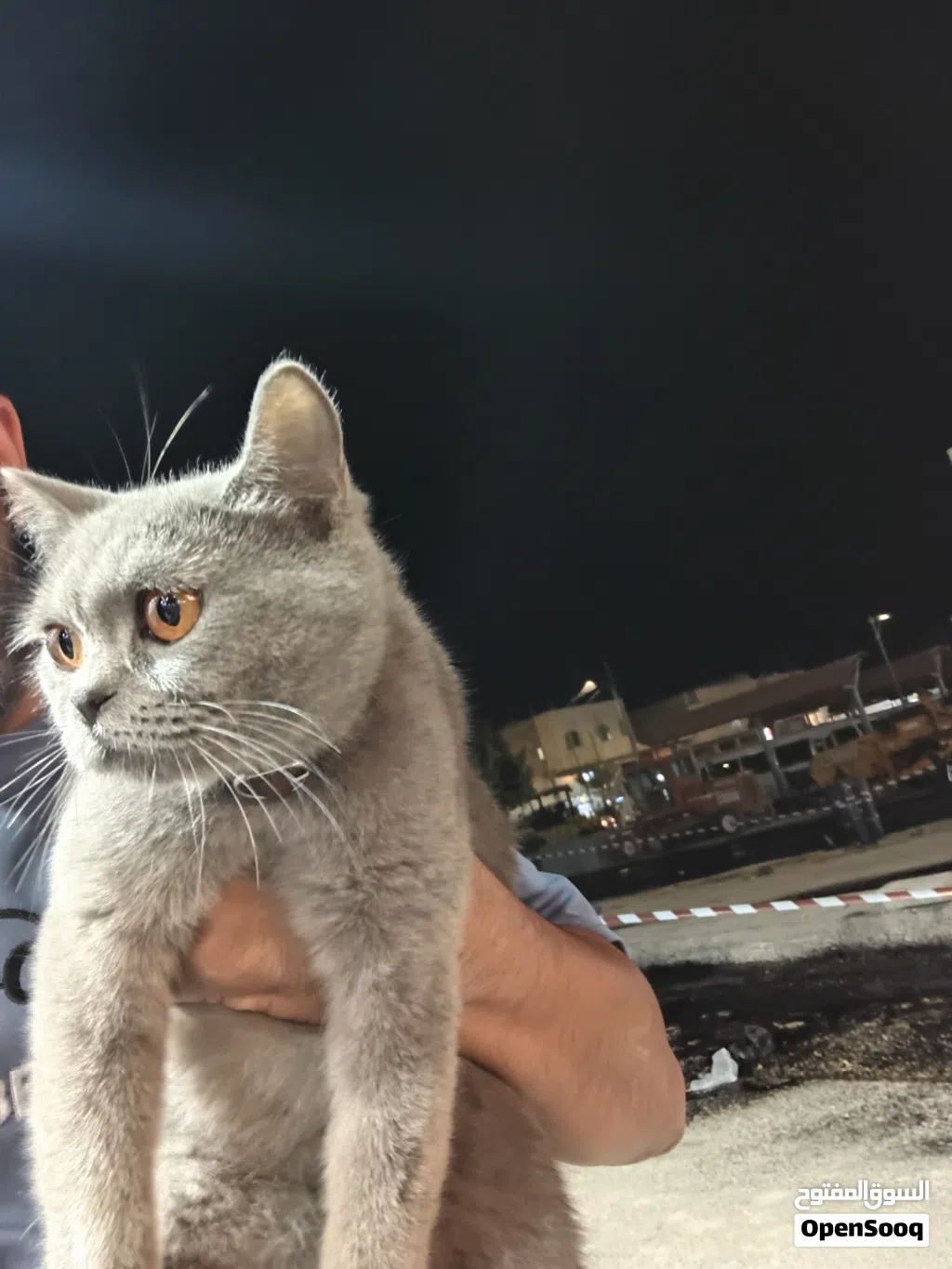 سكوتش للبيع