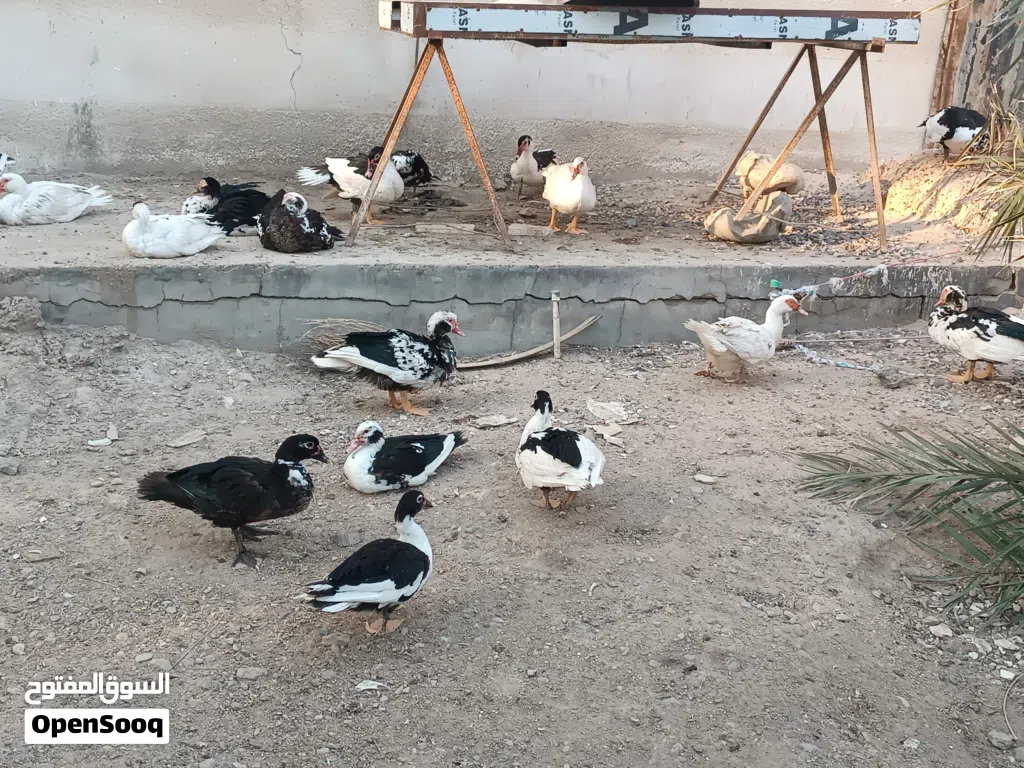 بشوش مصريه