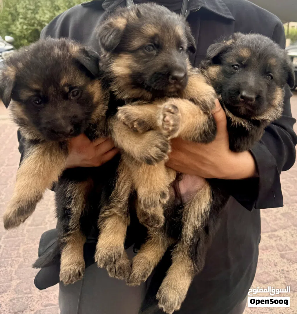 جراء الراعي الألماني - German Shepherd