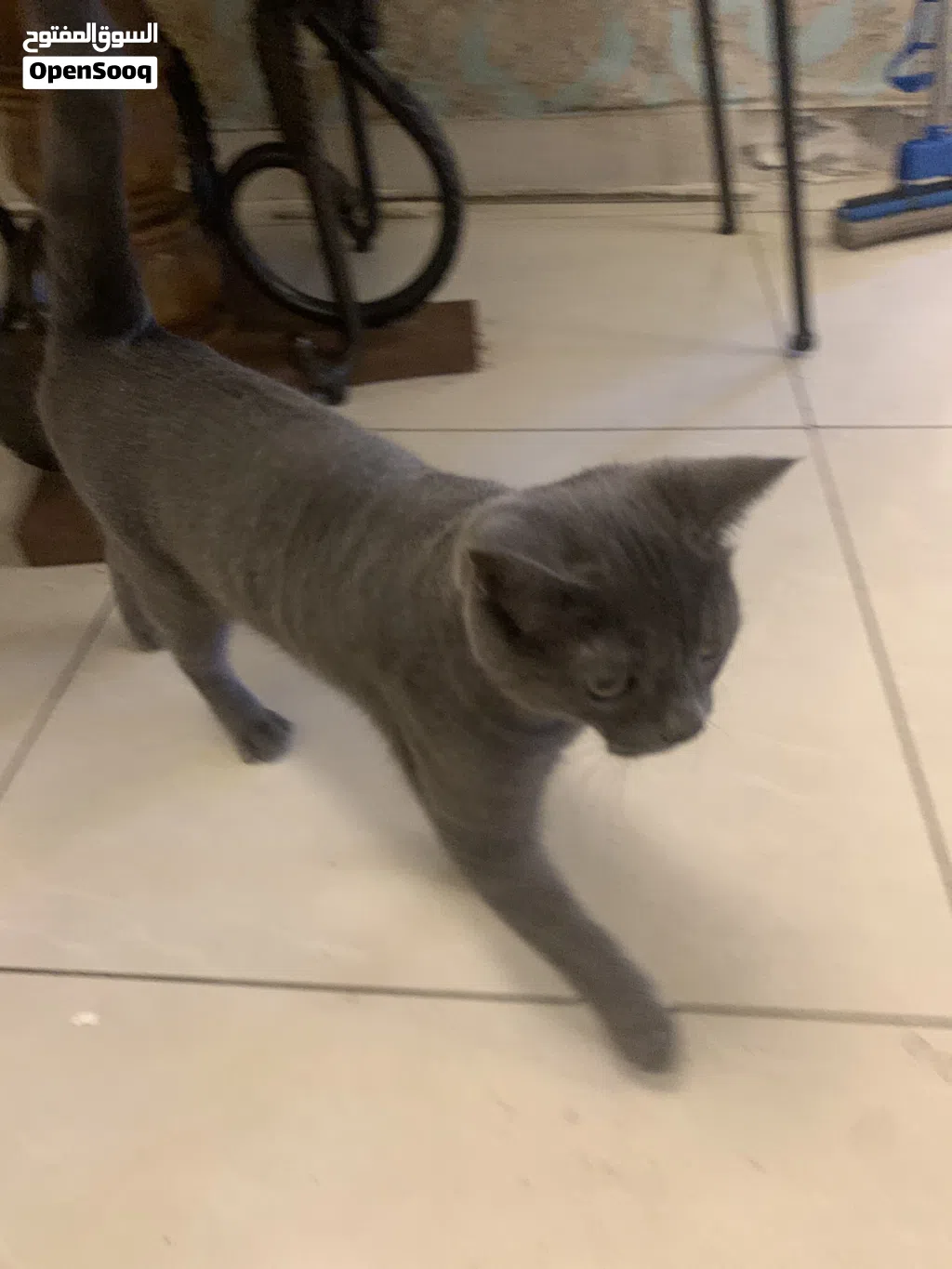 British short hair cat