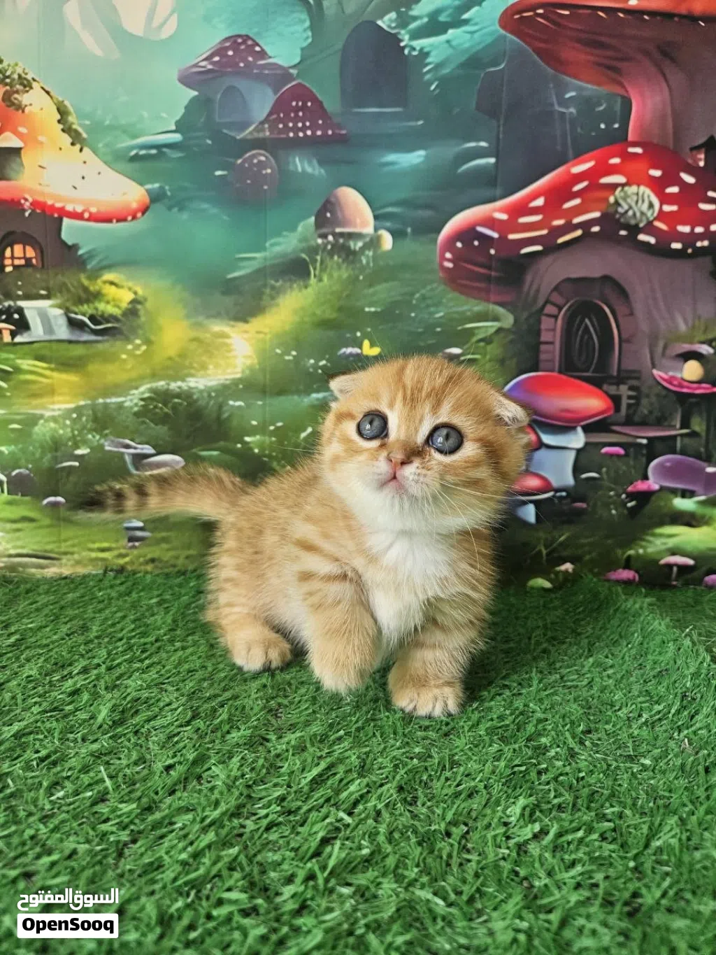 Male and female Scottish kilt Fold Munchkin kitten available for a new and good home .very good catz