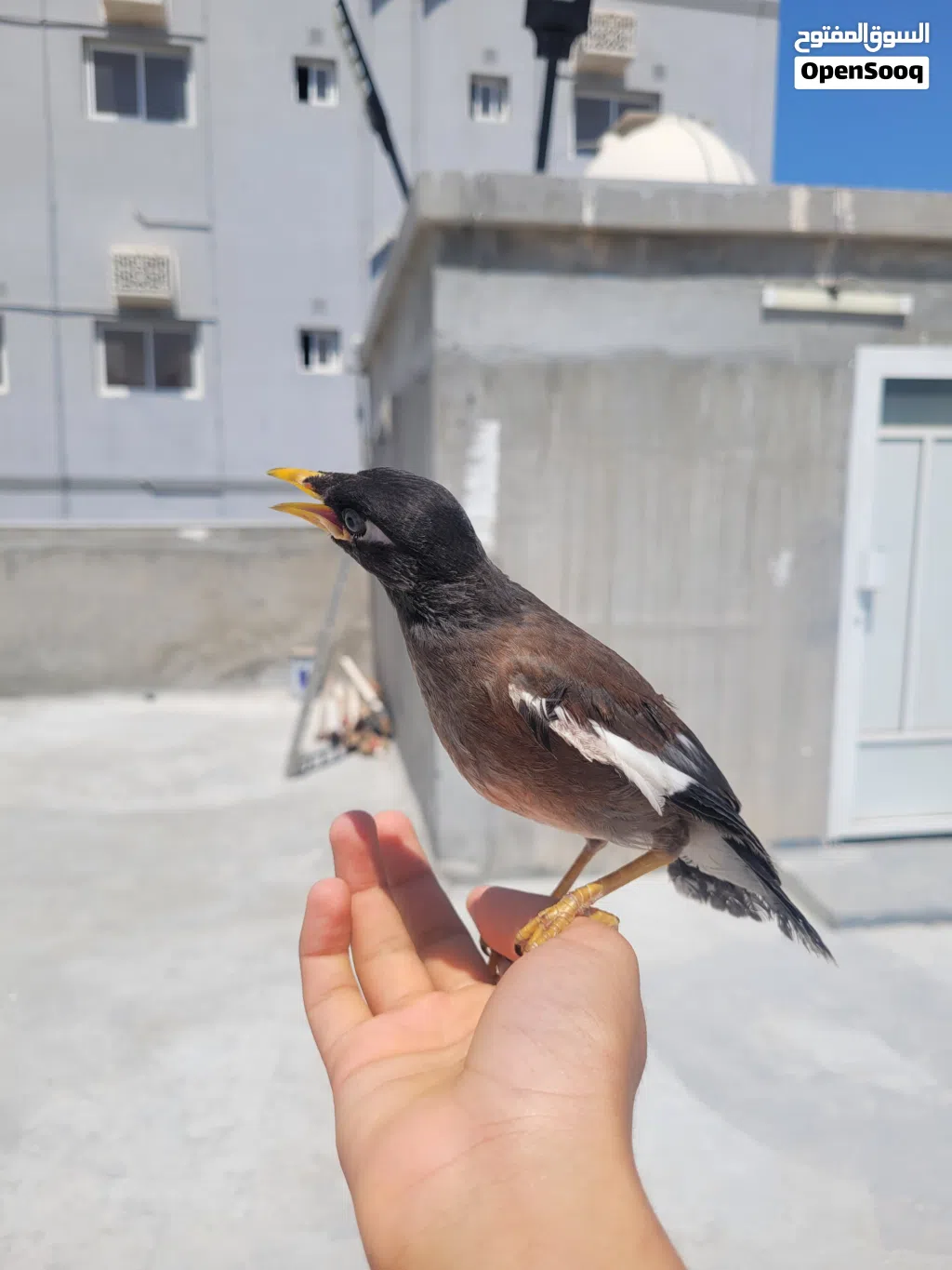 myna bird fully trained and tamd