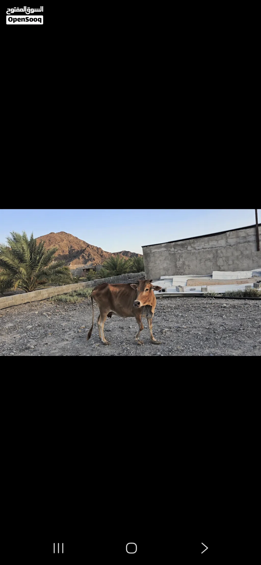 للبيع بقره عمانيه شوف الوصف