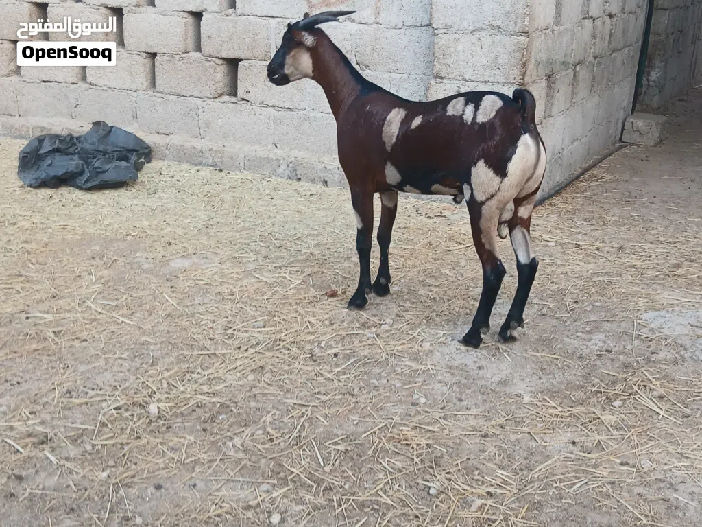 تيوس صلالة