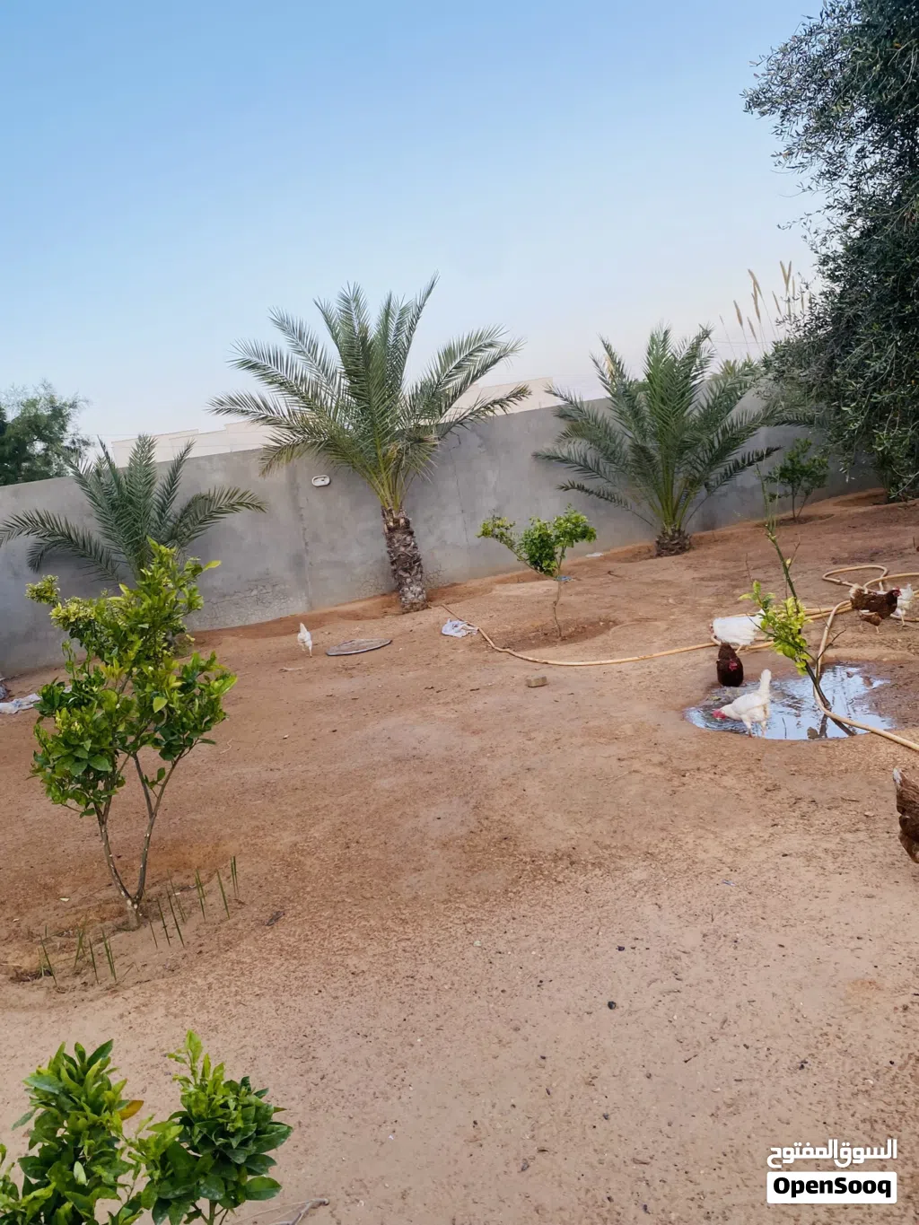 استراحة في طريق المشتل ع رئيسي