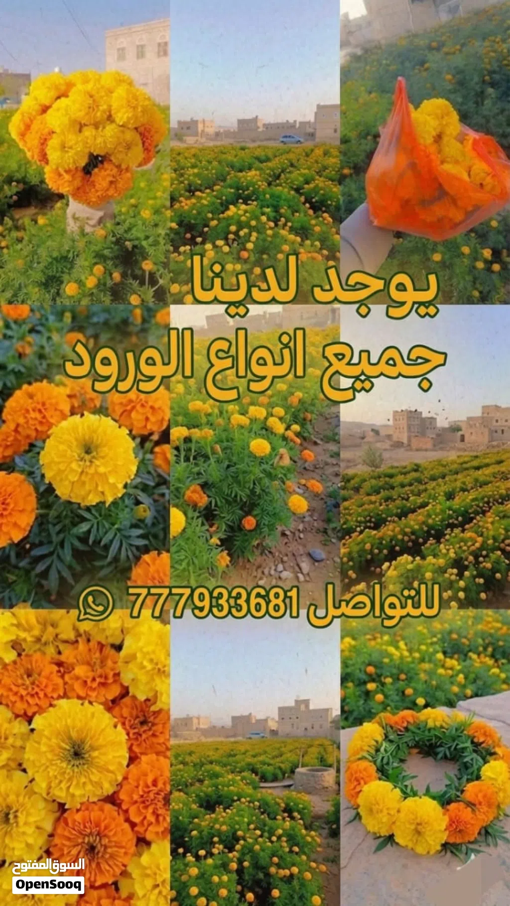 ورد قطيفه ملون
