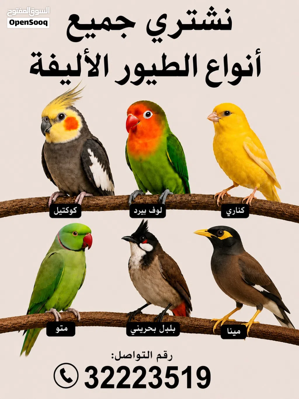 نشتري جميع الطيور أليفه