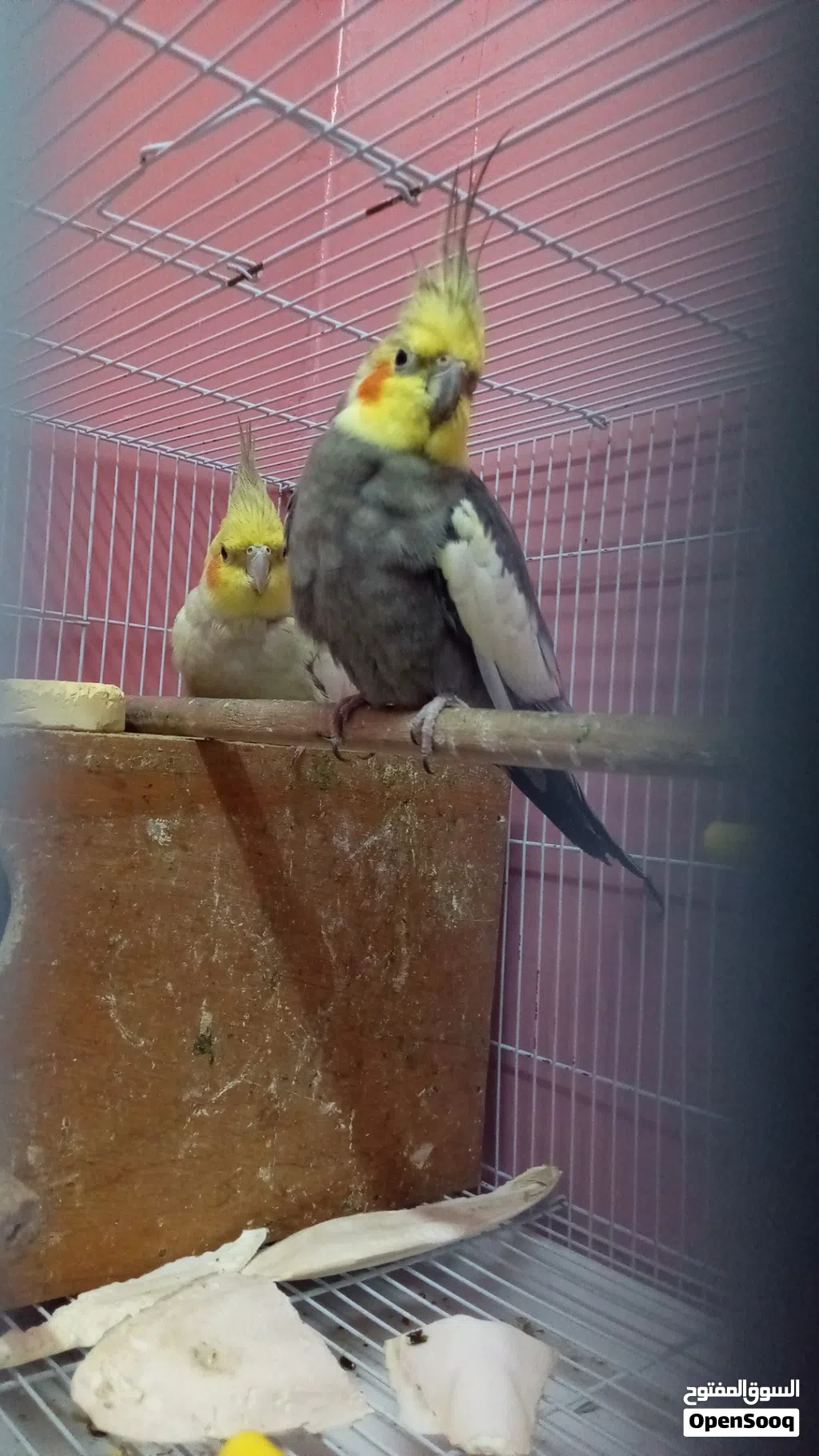 cocktail 100% breeder pair
