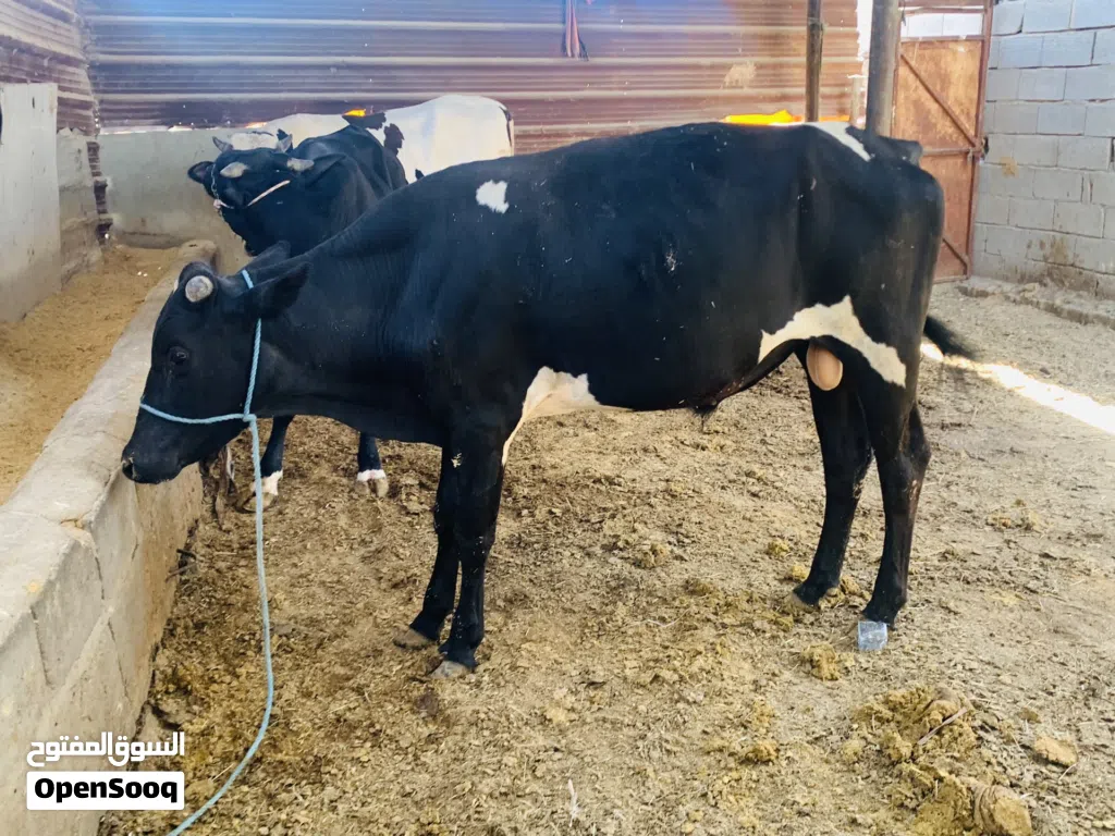 عجل سمين وحلو معلوف براسه طحين سعره 2,350 الف مكاني بصره شط ألعرب الكباسي