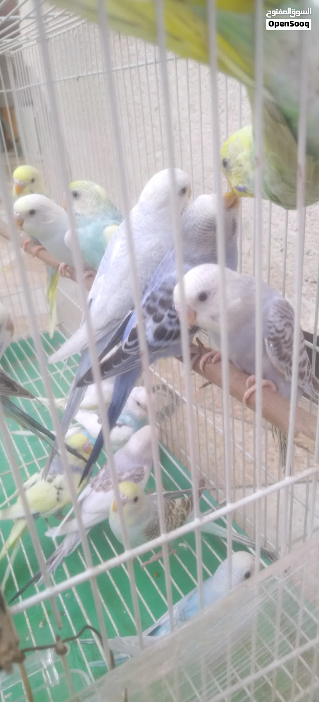 طيور حب مخاليف خشنات حلوات تبزير عراقي