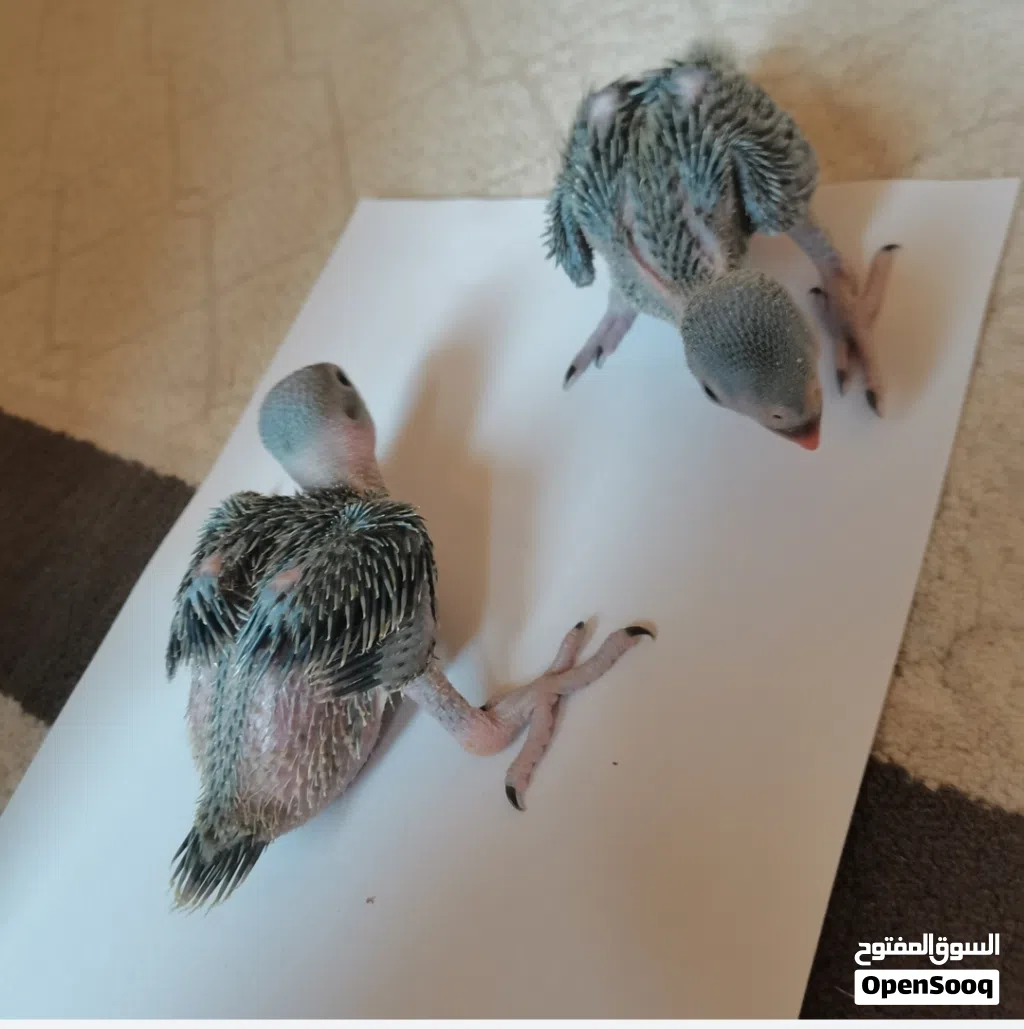 ببغاء دره للغر