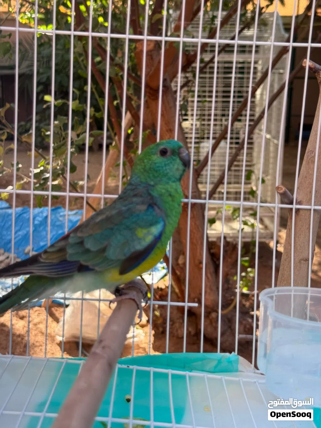Red rumped للبيع