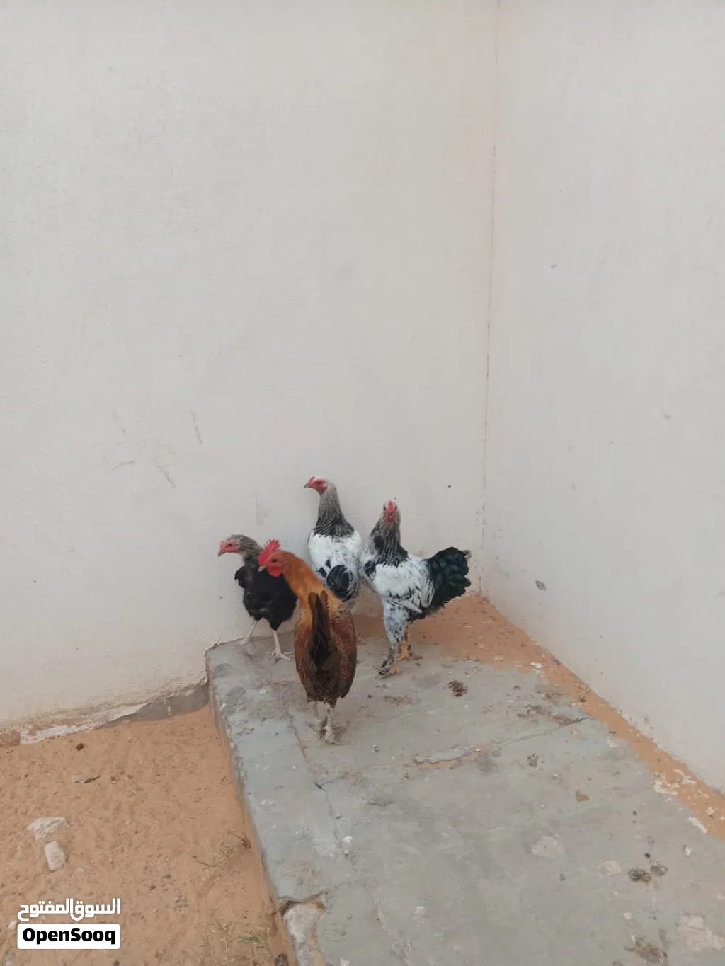 فراريج عربيات للبيع