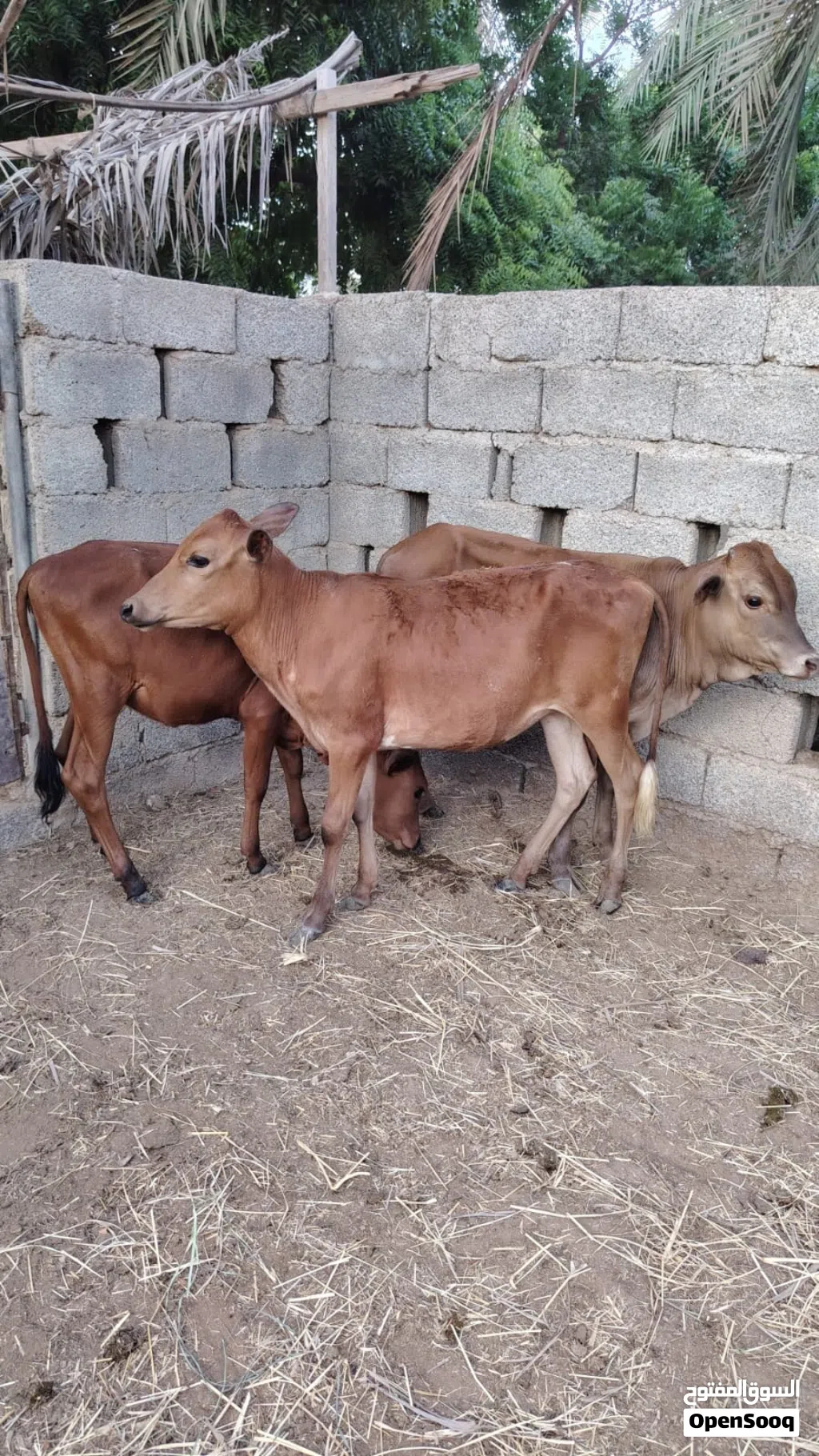 عجل وعجلتين عمانيات