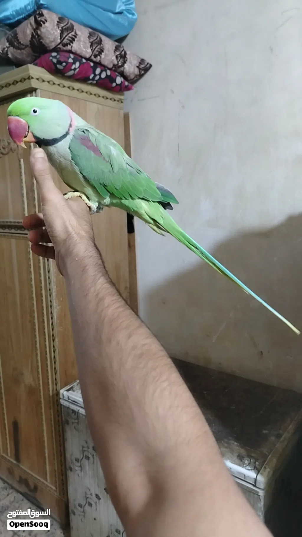 ببغاء نيبالي سوبر جامبو اليف