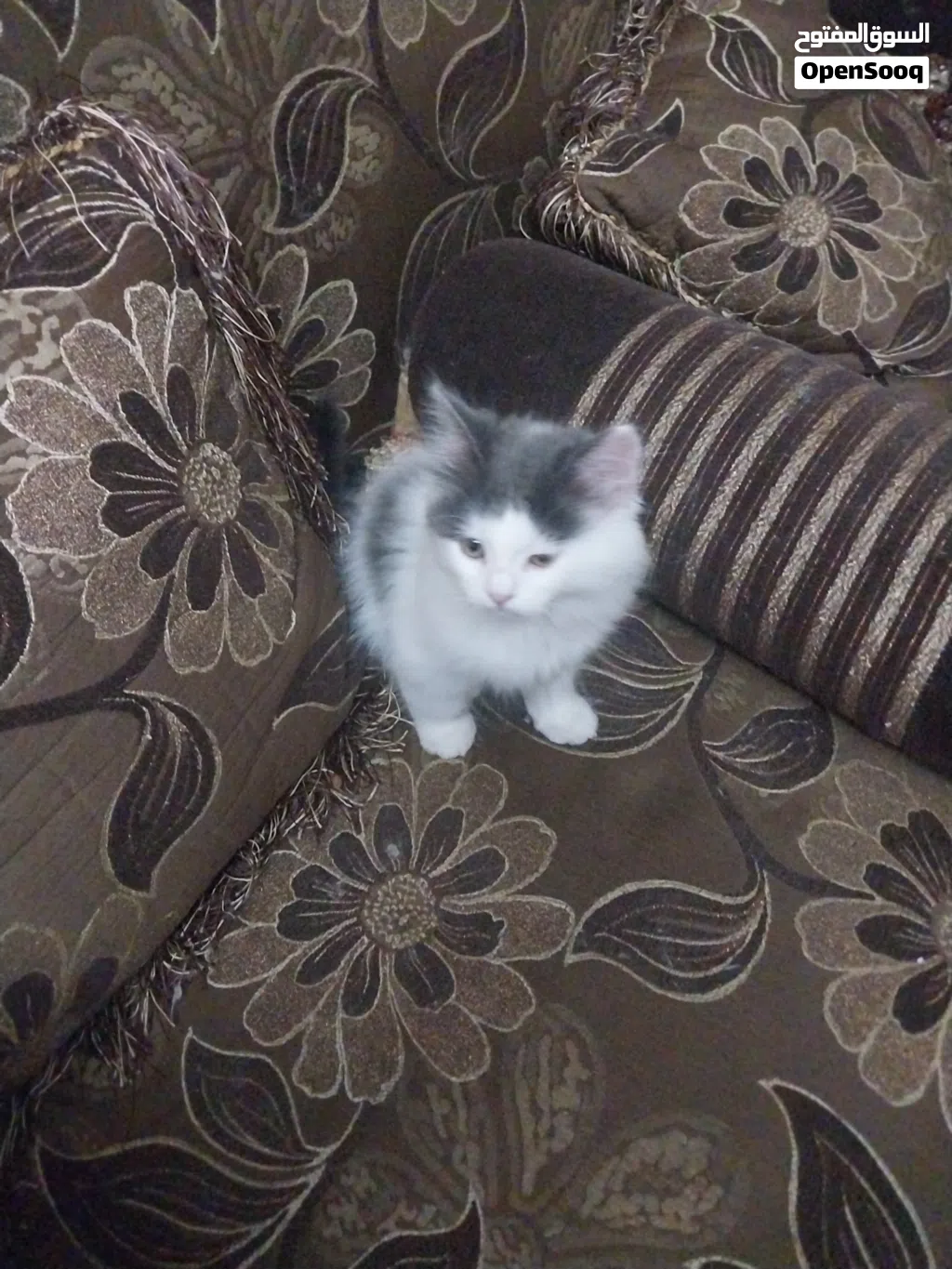 قط شيرازي بيور