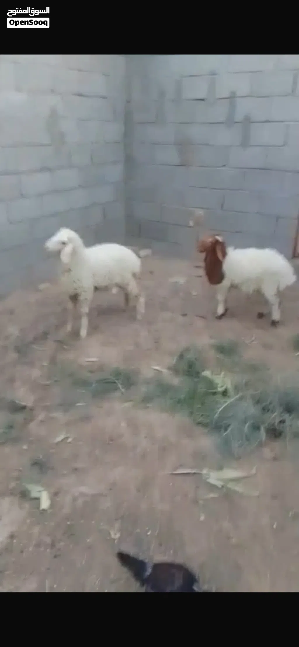 طليان للبيع فحل وانثى معلوفات كلشي ياكلن