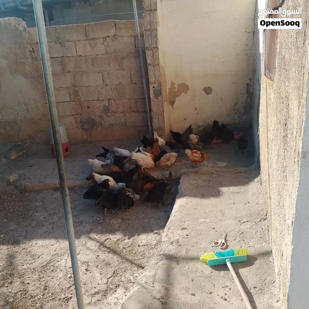 فرخات صيصان بادي