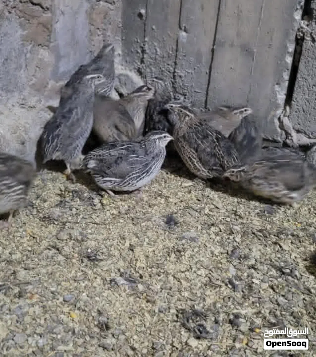 دجاج سمان للبيض والذبح طازج واحجام كبار