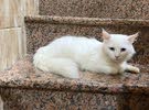 قط شيرازي انثى العمر سنه  اليفه جداً ومدربه على اللتر بوكس