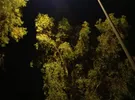 هونور ‏هونور 7X ‏128 جيجابايت ‏أسود