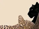 إنفينيكس ‏GT 10 برو ‏1 تيرابايت ‏أزرق