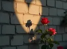 هواوي ‏G7 بلس ‏أخرى ‏رمادي