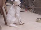 كلب مكس شيواوا للبيع مع دفتر تطعيم