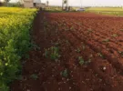 Irbid ‏Sal