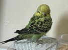 English budgie for sale