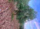 Ajloun ‏Downtown