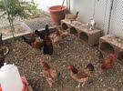 دجاج محلي للبيع