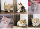 للبيع 6 قطط شيرازيين العمر شهرين