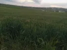 Irbid ‏Sal