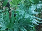 سامسونج ‏جالاكسي A71 ‏256 جيجابايت ‏أسود