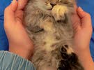 exotic cute and playful kitten,