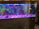 1.5m fish tank