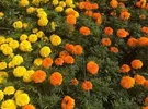 هونور ‏X9a هونور ‏256 جيجابايت ‏فضي