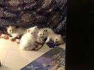 4 Himalayan - Ragdoll kittens - راغدول ميكس هميلاين