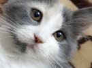 قطة شيرازي العمر 4 شهور