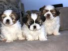 puppies for sale للبيع كلاب شتزو