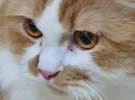 القط تومي الجميل مجانا - the beatiful male cat TOMy for free