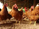 Hi.. i need Pakistani and other good layer chicken eggs.. if someone have please contact me and