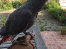 African grey parrot for sale sex unknown age around 5 month price 235 BD . free delivery ..